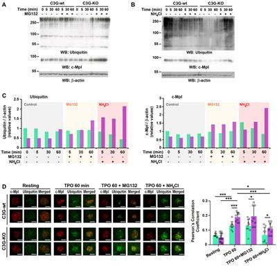 New functions of C3G in platelet biology: Contribution to ischemia-induced angiogenesis, tumor metastasis and TPO clearance